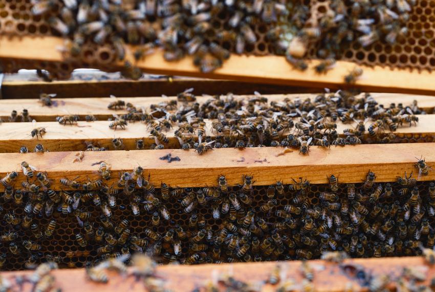 Bees are visible inside a hive at Entomolgist Molly Keckâs house during a bee keeping class in Boerne on Friday, May 10, 2024